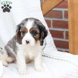 Roxy/Cavalier King Charles Spaniel									Puppy/Female	/April 17th, 2025,Roxy is one of 5 in her litter , her approximate adult weight is 18 to 20 pounds , she is sweet ,and  loves playing with kids . 