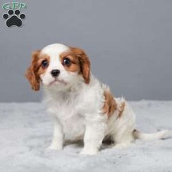 Nina/Cavalier King Charles Spaniel									Puppy/Female	/11 Weeks,Meet Nina, a sweet Cavalier King Charles Spaniel with a gentle heart and loving spirit. She’s been raised with our family, showered with care and affection every day. Nina is vet checked, microchipped, and up to date on her vaccines and dewormer—ready for her forever home. She enjoys cuddles, playtime, and being near people. If you’re looking for a loyal little companion who will brighten your days, Nina just might be the perfect match!