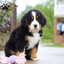 Bingo/Bernese Mountain Dog									Puppy/Male	/9 Weeks,Meet Bingo, our stunning Bernese Mountain Dog with a heart as big as his chunky, muscular build! This handsome boy is a showstopper with his lush, tri-colored coat, stout legs, and signature blocky head that gives him that classic Berner charm. This little guy is the perfect mix of strength and sweetness—his goofy, affectionate personality keeps us smiling every day. Whether he’s romping in the yard or lounging at your feet, he’s always full of love and loyalty.
