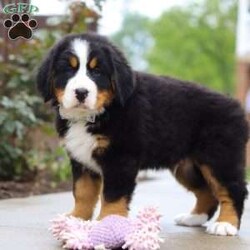 Bingo/Bernese Mountain Dog									Puppy/Male	/9 Weeks,Meet Bingo, our stunning Bernese Mountain Dog with a heart as big as his chunky, muscular build! This handsome boy is a showstopper with his lush, tri-colored coat, stout legs, and signature blocky head that gives him that classic Berner charm. This little guy is the perfect mix of strength and sweetness—his goofy, affectionate personality keeps us smiling every day. Whether he’s romping in the yard or lounging at your feet, he’s always full of love and loyalty.