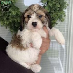 Mickey/Cavachon									Puppy/Male	/8 Weeks,Meet Mickey!! He is a handsome little guy waiting on his new forever home! He is a f1 cavachon meaning his momma is a bichon and his daddy is a cavalier. He is est to weigh approx 15lbs full grown. He has a very sweet and laid back personality and loves everyone he meets!! He does wonderful with kids and loves to cuddle. Mickey is up to date on age appropriate vaccinations and is up to date on his de worming schedule as well. All of our puppies come with a 1 year genetic health guarantee and will have their puppy wellness exams done before leaving for their new homes as well, to be sure they are in perfect health! For more info on this sweet boy feel free to reach out to me anytime!! My name is Leanna!