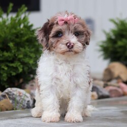 Fancy/Havapoo									Puppy/Female	/8 Weeks,Meet Fancy an adorable Havapoo puppy! This little charmer with her silky coat and big expressive eyes is the epitome of cuteness. Known for her cheerful and affectionate nature, Fancy loves to be the center of attention and is always up for a cuddle or playtime. Fancy's small size and friendly demeanor makes her the perfect companion for any family. Smart and eager to please, she is easy to train and will quickly become the heart of your home. She is bursting with energy and love, spend a little time with her and you will have found your new bestie!
