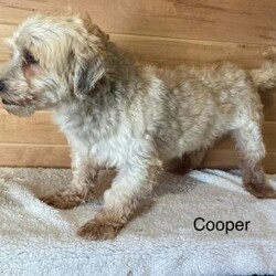 Elliot/Havanese									Puppy/Male	/18 Weeks,This is Elliot, very playfull and friendly. He is up to date on his vaccination and deworming and he is microchipped, we can ship anywhere in the US. A deposit of 200 will hold him till you pick him up or we ship him. 