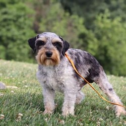 Liam/Miniature Schnauzer									Puppy/Male	/7 Weeks,Meet this charming Miniature Schnauzer boy named Liam—full of curiosity, affection, and personality! With his signature whiskered face and bright eyes, he’s both adorable and full of character. He has just the right balance of playful energy and loyal companionship. Whether he’s exploring his surroundings or snuggling close, he’s always ready to brighten your day. True to the Mini Schnauzer breed, he’s alert, intelligent, and naturally watchful—a little pup with a big heart.
