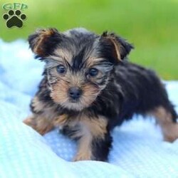 Daisy/Yorkie									Puppy/Female	/8 Weeks,Meet Daisy, the most darling little AKC Yorkshire Terrier you’ll ever encounter! With her soft, black & tan coat and twinkling eyes, she’s a picture of pure charm. She boasts a spunky yet sweet personality, she loves cozy snuggles as much as active play sessions. Yorkies are often described as loyal, intelligent and feisty dogs; despite their tiny size, they have big personalities and tend to steal the spotlight with their confident demeanor. Daisy is the perfect blend of affection and sass, making him an irresistible companion for anyone lucky enough to welcome her into their home!