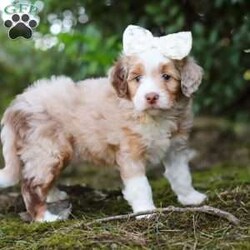 Honey/Mini Aussiedoodle									Puppy/Female	/6 Weeks,, a lovable Aussiedoodle with teddy bear looks and a fun, spunky personality! With her soft, wavy coat and bright, curious eyes, Honey is equal parts playful and affectionate. She loves romping around with toys, making new friends, and curling up for snuggles when the day winds down. Her cuddly nature and cheerful spirit make her a perfect fit for families, couples, or anyone looking for a sweet and social companion.