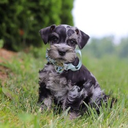 Liam/Miniature Schnauzer									Puppy/Male	/7 Weeks,Meet this charming Miniature Schnauzer boy named Liam—full of curiosity, affection, and personality! With his signature whiskered face and bright eyes, he’s both adorable and full of character. He has just the right balance of playful energy and loyal companionship. Whether he’s exploring his surroundings or snuggling close, he’s always ready to brighten your day. True to the Mini Schnauzer breed, he’s alert, intelligent, and naturally watchful—a little pup with a big heart.