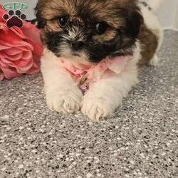 Little  Lishe/Shih Tzu									Puppy/Female	/7 Weeks,Hey folks… Just look at that adorable little face!!. She is sweet and precious n will make the perfect addition to your family. She is playful and smart and will bring you hours of entertainment and pure joy. If you would like to set up an appointment to meet or adopt this little girl, please text or call Barb. She will be vetted microchipped, u t d on shot n dewormer. Best time to reach me.Is monday through saturday. A non refundable deposit of one hundred and fifty dollars will hold the puppy for you.