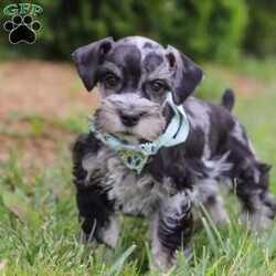 Liam/Miniature Schnauzer									Puppy/Male	/7 Weeks,Meet this charming Miniature Schnauzer boy named Liam—full of curiosity, affection, and personality! With his signature whiskered face and bright eyes, he’s both adorable and full of character. He has just the right balance of playful energy and loyal companionship. Whether he’s exploring his surroundings or snuggling close, he’s always ready to brighten your day. True to the Mini Schnauzer breed, he’s alert, intelligent, and naturally watchful—a little pup with a big heart.