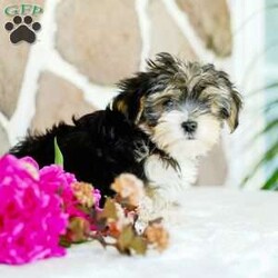 Flower/Morkie / Yorktese									Puppy/Female	/March 20th, 2025,Extremely cute with an excellent dispostion, these cute designer pups will make a wonderful addition to your home. With lots of playtime and interaction with other dogs, they are ready to meet noew people and explore the world. Reserve yours today!