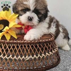 Handsome Hank/Shih Tzu									Puppy/Male	/7 Weeks,Hey folks ….. Meet Hank… I mean how seriously adorable is he. He will make the perfect addition to your family and bring you hours of entertainment and pure joy. He will be u t d on shots n dewormer vetted and microchipped as well. Both parents are very sweet. If you would like to set up an appointment to meet or adopt this little sweetheart, please text or call barb. A nonrefundable deposit of a $150 will hold the puppy for you. The best time to reach me is monday through saturday. 