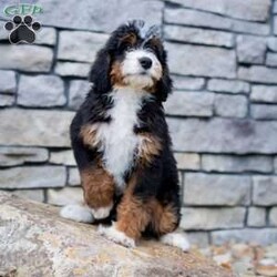 Rocky/Mini Bernedoodle									Puppy/Male	/16 Weeks,I’m Rocky! I’m an F1B Bernedoodle. It’s very nice to meet you. Are you looking for a lifelong companion? Look no further. I am here and just perfect for you. Trust me! I am very loyal, and I can make you smile with just the way I wag my tail. I have a wonderful disposition. Oh! Did I mention that I’m as healthy as can be? Oh, silly me! I’m up to date on my vaccinations and vet checked from head to tail. My parents are OFA Health Tested and Genetic Clear. Mom weights 60lbs and Dad 20lbs. My approximate adult weight would be 25-50lbs. I bet you are excited now, aren’t you? Well, call or text about me today!