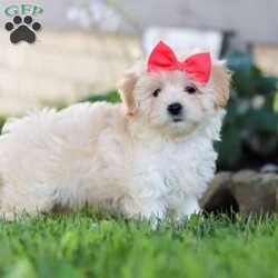 Lottie/Coton de Tulear Mix									Puppy/Female	/8 Weeks,Meet Lottie, a darling Coton-Poo puppy with an irresistible mix of fluff and fun! With her soft, cloud-like coat and sparkling eyes, she’s the kind of pup who turns heads wherever she goes. This little one’s personality is just as charming as her looks—full of playful energy, sweet affection, and just the right touch of mischief to keep you laughing.