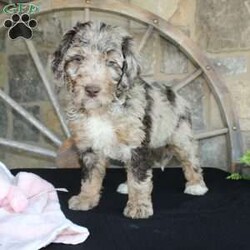 Jenny/Mini Labradoodle									Puppy/Female	/10 Weeks,Are you looking for a multigeneraltional Miniature Labradoodle puppy with a gorgeous colored hypoallergenic coat? This one-of-a-kind puppy is for you! Each puppy in this litter comes up to date on shots and dewormer and will be vet checked before going home. The mother is Jessica a 28lb 3rd Generation Miniature Labradoodle and the father is Trooper a 29lb Miniature Poodle! If you would like to learn more about our puppies contact Nancy today!