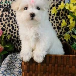 Charmin/Maltipoo									Puppy/Female	/8 Weeks,Check out this super cute Maltipoo puppy, Charmin! This sweetheart is vet checked and up to date on shots & wormer. She is registered, plus comes with a health guarantee provided by the breeder! Charmin is well socialized & currently being family raised with children! If you would like more information on this cutie, please contact Glenn & Miriam Fox today!