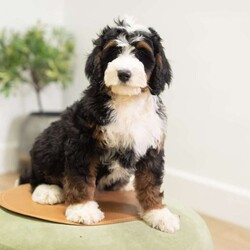 Rosco/Mini Bernedoodle									Puppy/Male	/16 Weeks,I’m Rosco! I’m an F1B Bernedoodle. It’s very nice to meet you. Are you looking for a lifelong companion? Look no further. I am here and just perfect for you. Trust me! I am very loyal, and I can make you smile with just the way I wag my tail. I have a wonderful disposition. Oh! Did I mention that I’m as healthy as can be? Oh, silly me! I’m up to date on my vaccinations and vet checked from head to tail. My parents are OFA Health Tested and Genetic Clear. Mom weights 60lbs and Dad 20lbs. My approximate adult weight would be 25-50lbs. I bet you are excited now, aren’t you? Well, call or text about me today!
