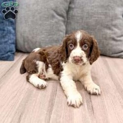 Moose/English Springer Spaniel									Puppy/Male	/7 Weeks,Meet Moose! This sweet and adorable English Springer Spaniel is looking for a forever family!