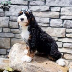 Rosco/Mini Bernedoodle									Puppy/Male	/16 Weeks,I’m Rosco! I’m an F1B Bernedoodle. It’s very nice to meet you. Are you looking for a lifelong companion? Look no further. I am here and just perfect for you. Trust me! I am very loyal, and I can make you smile with just the way I wag my tail. I have a wonderful disposition. Oh! Did I mention that I’m as healthy as can be? Oh, silly me! I’m up to date on my vaccinations and vet checked from head to tail. My parents are OFA Health Tested and Genetic Clear. Mom weights 60lbs and Dad 20lbs. My approximate adult weight would be 25-50lbs. I bet you are excited now, aren’t you? Well, call or text about me today!