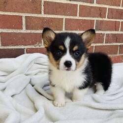 Abby/Pembroke Welsh Corgi									Puppy/Female	/7 Weeks,Meet Abby … she is a blue Merle / Pembroke mix corgi girl … Her Mom is a Pembroke welsh corgi and DM clear girl Mom weighs about 35 lbs and Abby’s Dad is a Blue Merle Corgi and weighs around 40 lbs … Abby is super playful but also loves to cuddle with you for a good tummy rub and a snooze … She is well socialized and is updated on her shots and wormer…She will be vet checked before she leaves for her new home and will also be microchipped and will be ready for her forever home anytime after July 11th …But can be reserved anytime with a down payment via PayPal or cash…if you have any questions please feel free to call or text me anytime…