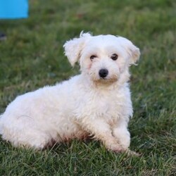 Lottie/Coton de Tulear Mix									Puppy/Female	/8 Weeks,Meet Lottie, a darling Coton-Poo puppy with an irresistible mix of fluff and fun! With her soft, cloud-like coat and sparkling eyes, she’s the kind of pup who turns heads wherever she goes. This little one’s personality is just as charming as her looks—full of playful energy, sweet affection, and just the right touch of mischief to keep you laughing.