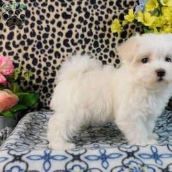 Charmin/Maltipoo									Puppy/Female	/8 Weeks,Check out this super cute Maltipoo puppy, Charmin! This sweetheart is vet checked and up to date on shots & wormer. She is registered, plus comes with a health guarantee provided by the breeder! Charmin is well socialized & currently being family raised with children! If you would like more information on this cutie, please contact Glenn & Miriam Fox today!