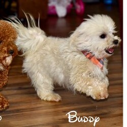 Marshal/Maltipoo									Puppy/Male	/May 11th, 2025,Our sweet Maltipoo puppies are looking for loving forever homes! These adorable little bundles of joy are a perfect mix of a 5-pound Toy Poodle mom and an 8-pound Maltese dad, giving them the best traits of both breeds—gentle, intelligent, and affectionate. They are family raised with lots of love and attention, making them well socialized and used to children and everyday household life.