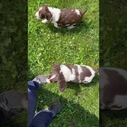 Moose/English Springer Spaniel									Puppy/Male	/7 Weeks,Meet Moose! This sweet and adorable English Springer Spaniel is looking for a forever family!