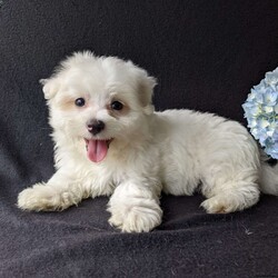 Duke/Maltese									Puppy/Male	/9 Weeks,Meet Duke ! A very soft and cuddly Maltese with a very sweet personality and heart full of love! Duke loves playtime an is well socialized!  Duke is micro-chipped ,vet checked an up to date on he’s shots and dewormer! To find out more about this sweetheart call Katie today! 