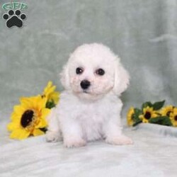 Pretty/Bichon Frise									Puppy/Female	/11 Weeks,Here comes a gorgeous AKC Bichon Frise puppy who is already started on potty training and crate training!  This pup will be small as an adult about 9-12lbs. This cutie is born to parents who are Genetically Tested for breed specific hereditary issues and their results show that this litter of puppies will not have any issues that will adversely affect their health. While other Bichons may suffer from health issues as they age, this pup has no predispositions to breed specific health concerns!  Each pup in this litter is up to date on shots and dewormer and vet checked and well socialized with children, teens, adults, and other puppies! We offer the option for  a 1 Year Genetic Health Guarantee! This puppy can have AKC papers and be microchipped for an extra fee!