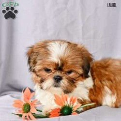 Laurel/Shih Tzu									Puppy/Female	/9 Weeks,Our adorable Shih Tzu puppies are looking for loving forever homes! These sweet little companions are family raised , where they receive plenty of love, attention, and early socialization. They’re used to children and everyday household activity, making them well-adjusted and ready to become a cherished part of your family.
