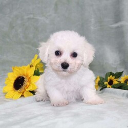 Pretty/Bichon Frise									Puppy/Female	/11 Weeks,Here comes a gorgeous AKC Bichon Frise puppy who is already started on potty training and crate training!  This pup will be small as an adult about 9-12lbs. This cutie is born to parents who are Genetically Tested for breed specific hereditary issues and their results show that this litter of puppies will not have any issues that will adversely affect their health. While other Bichons may suffer from health issues as they age, this pup has no predispositions to breed specific health concerns!  Each pup in this litter is up to date on shots and dewormer and vet checked and well socialized with children, teens, adults, and other puppies! We offer the option for  a 1 Year Genetic Health Guarantee! This puppy can have AKC papers and be microchipped for an extra fee!