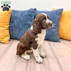 Susie/English Springer Spaniel									Puppy/Female	/6 Weeks,Meet Susie! This sweet and adorable English Springer Spaniel is looking for a forever family!