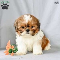 Laurel/Shih Tzu									Puppy/Female	/9 Weeks,Our adorable Shih Tzu puppies are looking for loving forever homes! These sweet little companions are family raised , where they receive plenty of love, attention, and early socialization. They’re used to children and everyday household activity, making them well-adjusted and ready to become a cherished part of your family.