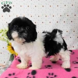 Buttons/Shih Tzu									Puppy/Female	/9 Weeks,Meet Buttons! This adorable Shih Tzu puppy is vet checked and up to date on shots & wormer. Buttons is registered, plus comes with a health guarantee provided by the breeder! Buttons is well socialized & currently being family raised with children! If you would like more information on this sweetheart, please contact Glenn & Miriam Fox today!