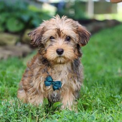 Alex/Morkie / Yorktese									Puppy/Male	/12 Weeks,Meet Alex, a spunky little Morkie with a heart full of curiosity and courage! Always up for an adventure, he loves exploring new places, sniffing out fun, and chasing his favorite toys with endless energy. His playful personality shines through in everything he does, and his loyal nature makes him as devoted as he is adorable. With a dash of mischief and a whole lot of love, he is the perfect blend of sweet and spunky!