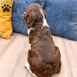 Susie/English Springer Spaniel									Puppy/Female	/6 Weeks,Meet Susie! This sweet and adorable English Springer Spaniel is looking for a forever family!