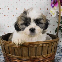 Blackberry/Shih Tzu									Puppy/Male	/9 Weeks,Meet Blackberry! This adorable Shih Tzu puppy is vet checked and up to date on shots & wormer. Blackberry is registered, plus comes with a health guarantee provided by the breeder! Blackberry is well socialized & currently being family raised with children! If you would like more information on this sweetheart, please contact Glenn & Miriam Fox today!