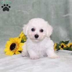 Pretty/Bichon Frise									Puppy/Female	/11 Weeks,Here comes a gorgeous AKC Bichon Frise puppy who is already started on potty training and crate training!  This pup will be small as an adult about 9-12lbs. This cutie is born to parents who are Genetically Tested for breed specific hereditary issues and their results show that this litter of puppies will not have any issues that will adversely affect their health. While other Bichons may suffer from health issues as they age, this pup has no predispositions to breed specific health concerns!  Each pup in this litter is up to date on shots and dewormer and vet checked and well socialized with children, teens, adults, and other puppies! We offer the option for  a 1 Year Genetic Health Guarantee! This puppy can have AKC papers and be microchipped for an extra fee!