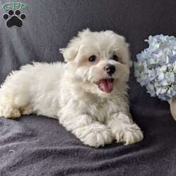 Duke/Maltese									Puppy/Male	/9 Weeks,Meet Duke ! A very soft and cuddly Maltese with a very sweet personality and heart full of love! Duke loves playtime an is well socialized!  Duke is micro-chipped ,vet checked an up to date on he’s shots and dewormer! To find out more about this sweetheart call Katie today! 