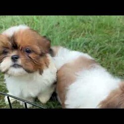 Laurel/Shih Tzu									Puppy/Female	/9 Weeks,Our adorable Shih Tzu puppies are looking for loving forever homes! These sweet little companions are family raised , where they receive plenty of love, attention, and early socialization. They’re used to children and everyday household activity, making them well-adjusted and ready to become a cherished part of your family.