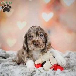 Coco/Cocker Spaniel									Puppy/Female	/7 Weeks,Meet Coco, a fun loving, playful puppy that will be sure to brighten your day! Call or text to meet her.
