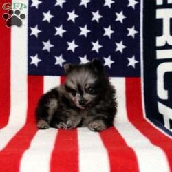 Xaiver/Pomeranian									Puppy/Male	/13 Weeks,This baby boy is ready to find his forever home! He is expected to be around 7-9 lb full grown. He is being family raised with children and is very well socialized. He is up to date on all vaccines and preventive deworming. We encourage you to come meet him in person, however if you are out of the area, we offer facetime calls! If you have any questions or would like to make a deposit to place him on hold, give us a call/text or send us a message. All of our puppies go home with their proper paperwork, a 2 year genetic health guarantee, 30 free trail of Trupanion Pet Insurance, pre-paid registration that is emailed to you once you bring your puppy home, a pre-paid online K9 Master Class and microchipped. Each of our puppies also go home with some food to transition on, NuVet & treats. We do accept Venmo & PayPal. license#4240