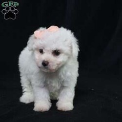 Nora (Tiny)/Bichon Frise									Puppy/Female	/9 Weeks,Meet Nora, our precious Bichon Frise puppy with a snow-white, cloud-soft coat that’s as cuddly as it looks. At first, Nora is a bit shy—she watches the world with wide, curious eyes, taking her time to feel safe. But once she knows you, her timid nature melts away, revealing an overwhelming and heart-melting love. She’ll follow you from room to room, eager for snuggles, gentle affection, and cozy lap time. Nora isn’t just adorable—she’s a loyal little companion who blossoms into a devoted best friend. Her gentle spirit and loving heart make every moment with her truly special.