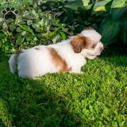 Brody/Shih Tzu									Puppy/Male	/9 Weeks,Lovely puppy looking for his forever home. Friendly, healthy, up to date on all shots and worming. All Sunday calls will be returned Monday.