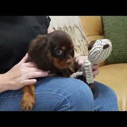 Parker/Cavalier King Charles Spaniel									Puppy/Male	/18 Weeks, Born to Cherie and Crème Brûlée, Parker is a sweet and affectionate Cavalier boy with a calm, loving spirit. Whether he’s curled up in your lap or following you around the house, Parker is all about companionship and connection. He’s ready to grow into someone’s loyal lifelong friend.