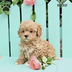 Buttercup/Shih-Poo									Puppy/Female	/7 Weeks,Meet our adorable Shih Poo puppies—an irresistible mix of Shih Tzu and Poodle—looking for loving forever homes! These sweet, affectionate pups are family raised with lots of love and care, ensuring they are well socialized and used to the everyday sights and sounds of a busy household. They’ve been around children and other pets, making them the perfect companions for any family setting.