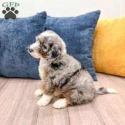 Elvis/Mini Sheepadoodle									Puppy/Male	/8 Weeks,Meet Elvis! This sweet and adorable F1B Mini Sheepadoodle is looking for a forever family!