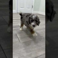 Elvis/Mini Sheepadoodle									Puppy/Male	/8 Weeks,Meet Elvis! This sweet and adorable F1B Mini Sheepadoodle is looking for a forever family!