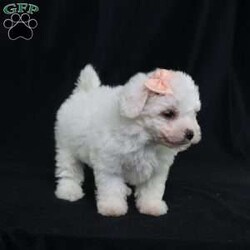 Nora (Tiny)/Bichon Frise									Puppy/Female	/9 Weeks,Meet Nora, our precious Bichon Frise puppy with a snow-white, cloud-soft coat that’s as cuddly as it looks. At first, Nora is a bit shy—she watches the world with wide, curious eyes, taking her time to feel safe. But once she knows you, her timid nature melts away, revealing an overwhelming and heart-melting love. She’ll follow you from room to room, eager for snuggles, gentle affection, and cozy lap time. Nora isn’t just adorable—she’s a loyal little companion who blossoms into a devoted best friend. Her gentle spirit and loving heart make every moment with her truly special.