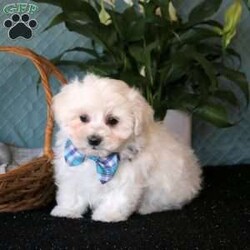 Dakota/Maltese									Puppy/Male	/8 Weeks,Meet Dakota, a socialized Maltese puppy that is super sweet! This cute and cuddly boy is vet checked and up to date on shots & wormer plus the breeder provides a 1-year genetic health guarantee for him. And, Dakota can be registered with the ACA. To learn more about this very lovable pooch, call the breeder today!